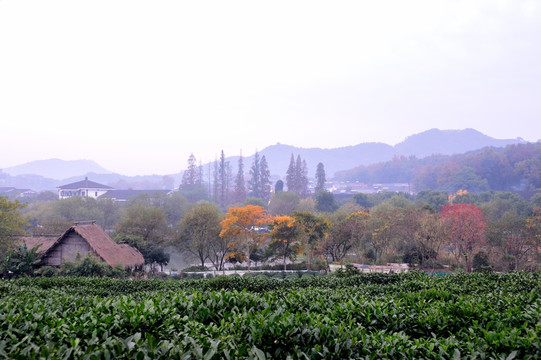 西湖 茅家埠 晨雾 炊烟 日出