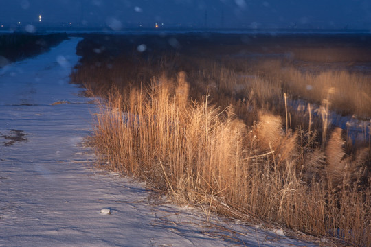 风雪交加中的湿地 芦苇荡 车灯