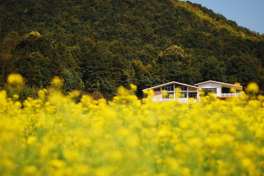 油菜花丛中的小屋