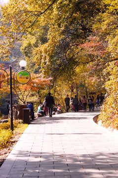 景区 公路 枫叶