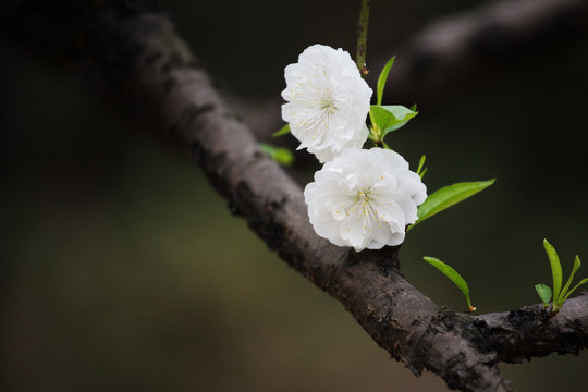 白桃花