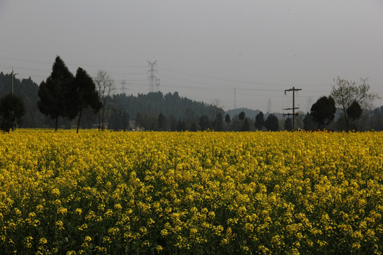 油菜花