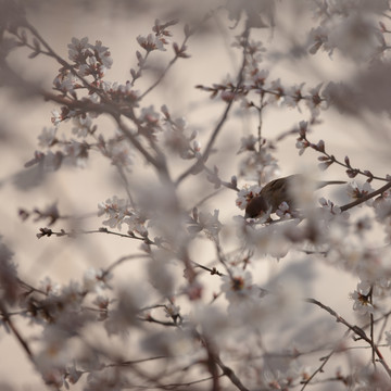 白色杏花丛中的麻雀 方片 鸟