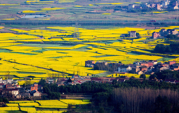 油菜花开响水涧（高清图）