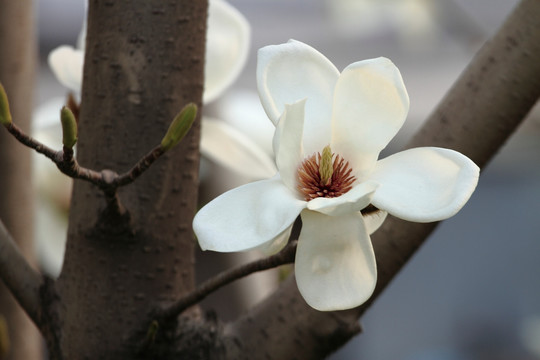 玉兰花特写