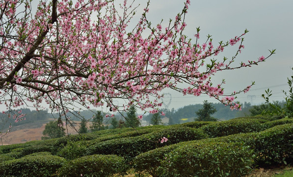 赏桃花