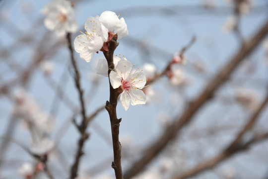 杏花