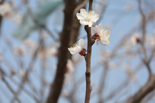 杏花