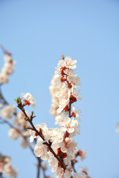 杏花树