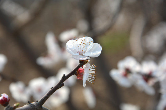 杏花