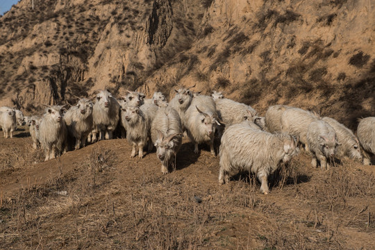 羊 羊群