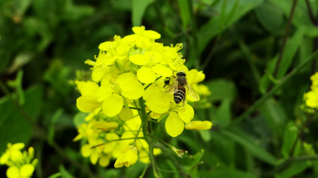 油菜花