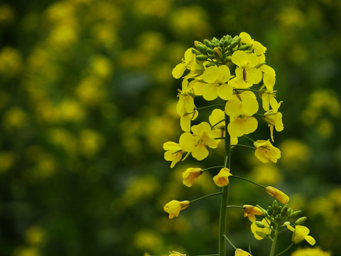 油菜花