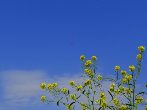 油菜花 天空