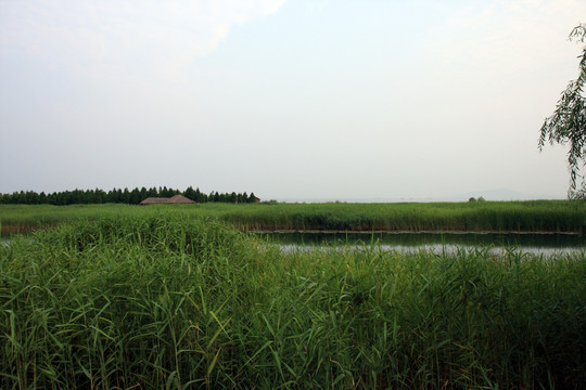 苏州 太湖西山 湿地公园 户外