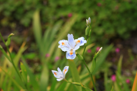 鸠尾花