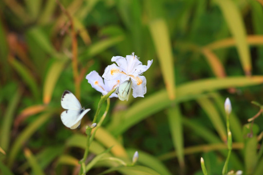 鸠尾花