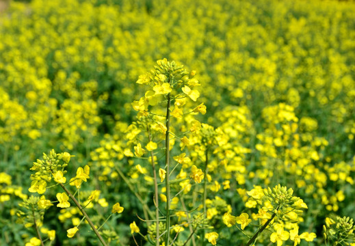 油菜花