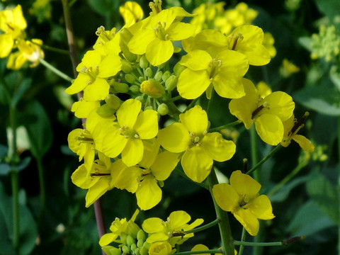 油菜花