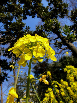 油菜花