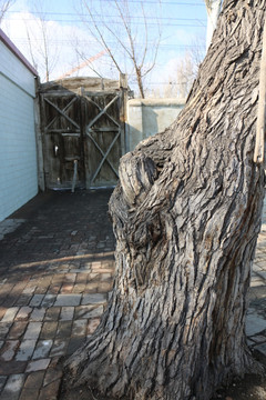 老门和老树