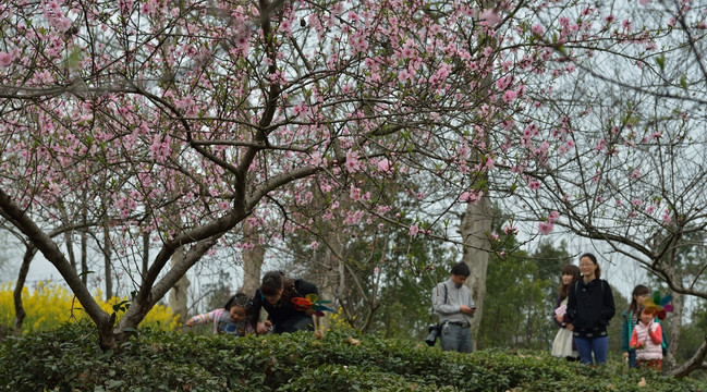 赏桃花