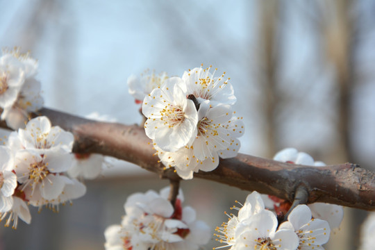 桃花