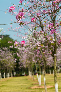 紫荆花