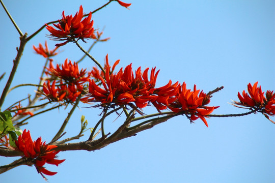 刺桐花