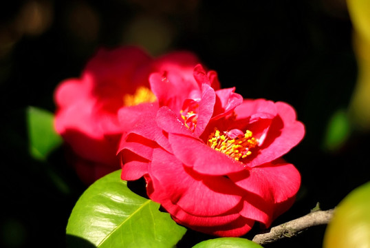 紅色茶花花蕊特寫