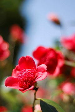 红色山茶花蕊特写