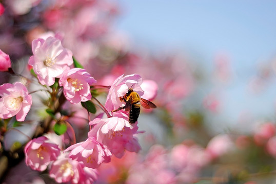 樱花和蜜蜂