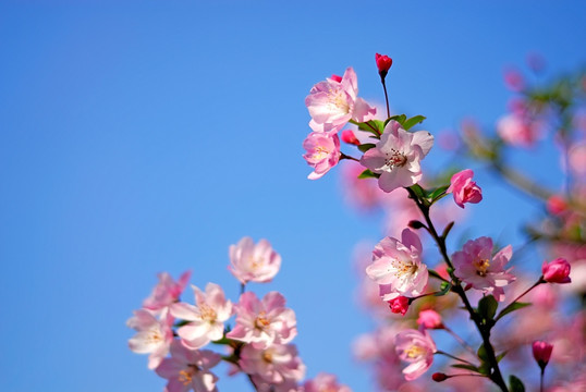 一枝樱花特写