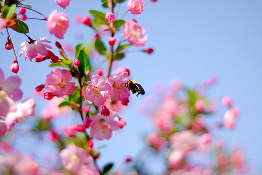 蜜蜂采花