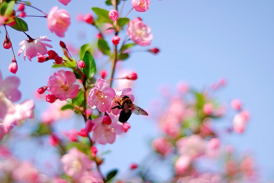樱花和采蜜蜜蜂