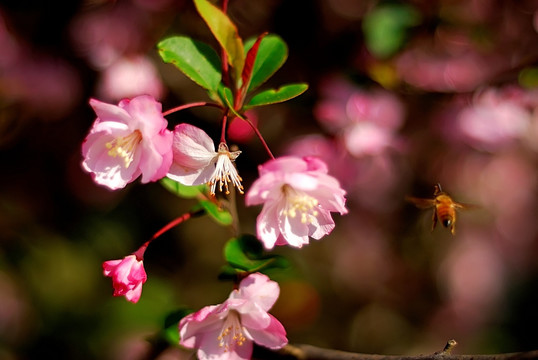 几朵樱花和蜜蜂