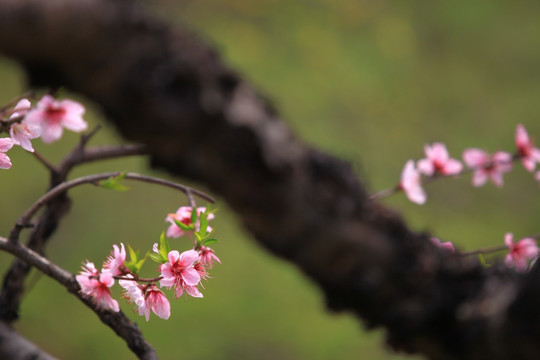 桃花 花卉 花 植物 树桩 春