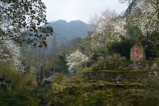 彭州丹景山丹霞园玉兰花