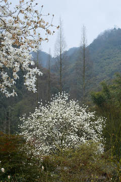 彭州丹景山玉兰花