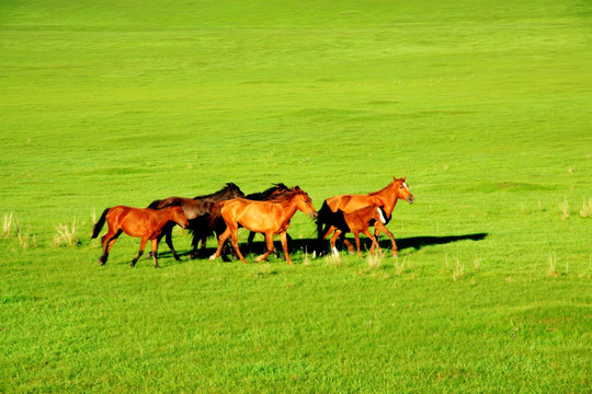 草原上奔跑的马群