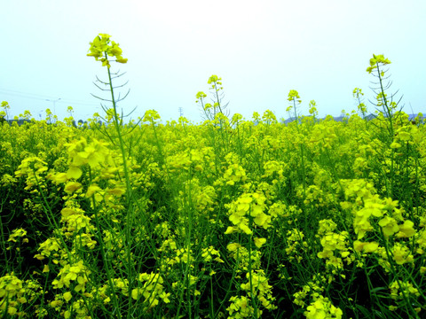 油菜花