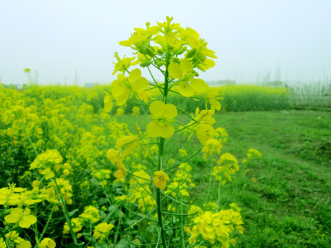 油菜花