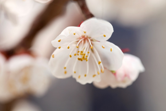 杏花 清新花卉