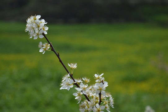 李子花