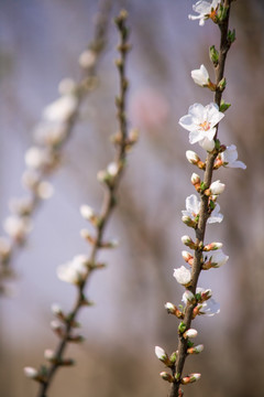 春天盛开的白色李子花枝