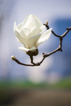 春天盛开的白玉兰花朵