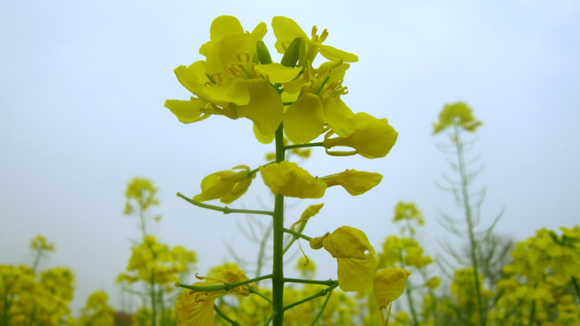 油菜花