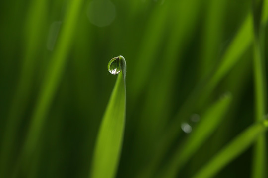 青草露珠