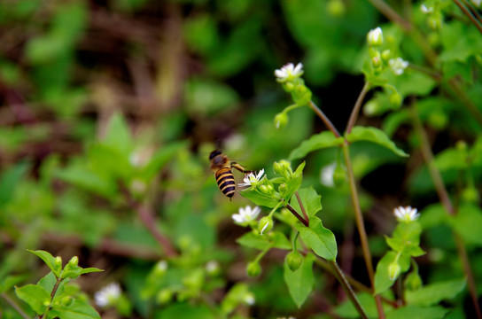 蜜蜂 采蜜