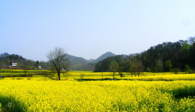 开满油菜花的农田